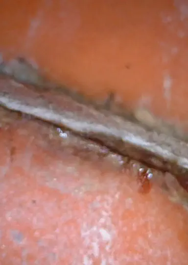 Micro telecamera per ispezionare una colonna di scarico condominiale che perde acqua dal muro e dal soffitto.